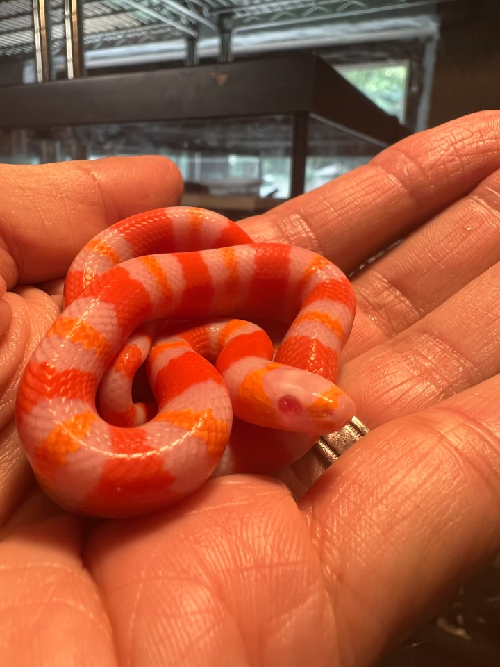 Albino Honduran Milk Snake